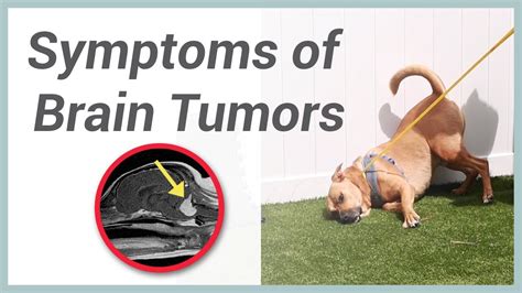 Symptoms Of Brain Tumors In Dogs Youtube
