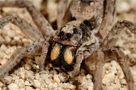 Wolf Spider Pictures And Facts