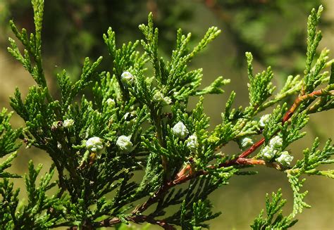 Atlantic White Cedar — The Tree Thats Only Slightly Out Of Place