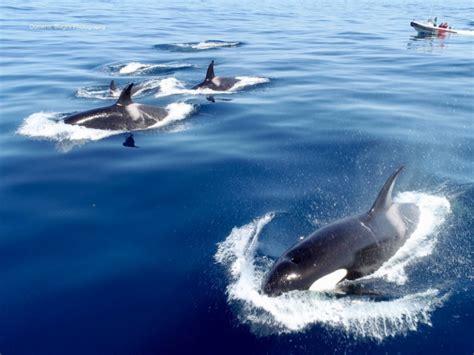 Absolutely Great Video And Still Pictures Of A Pod Of Orcas Swimming 20