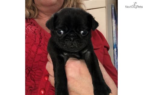 Check out our fantastic pug puppies for sale, from the finest breeders, and you can't help but fall in. Dolly: Pug puppy for sale near Oklahoma City, Oklahoma. | 24541561-27d1