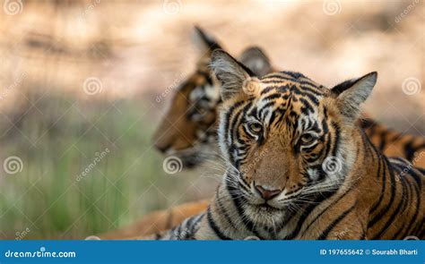 Wild Tiger Cub Resting Under Shade Of Tree During Hot Summers At