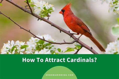 How To Attract Cardinals To Your Backyard 7 Effective Ways Sonoma