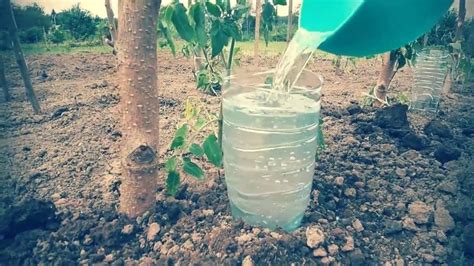 Plastic Bottle Drip Water Irrigation System Very Very Simple 3