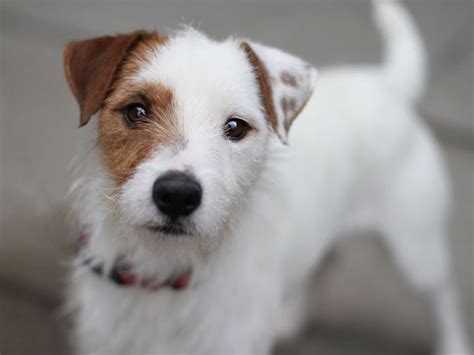 Long Haired Jack Russell Dont Fall For The Cuteness Cute Jack