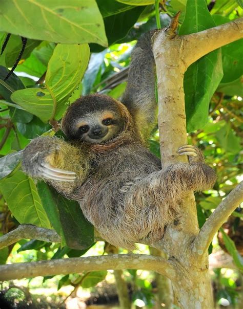 Resultado De Imagem Para Sloth In Tree Cute Baby Animals Endangered