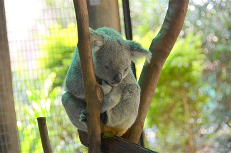 Koala At The Cairns Zoo Cairns Australia Koala Koala Bear Animals