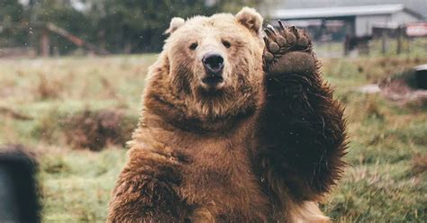 Amazing Moment Bear Waves Goodbye To Photographer As He Heads Home From