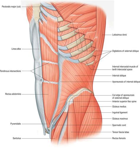 Muscles Of The Chest Abdomen And Thigh Anatomie En Informatie Over De