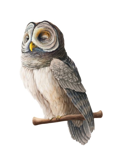 Owl By Owl Kapusha On Deviantart Owl Beautiful Owl Traditional Art