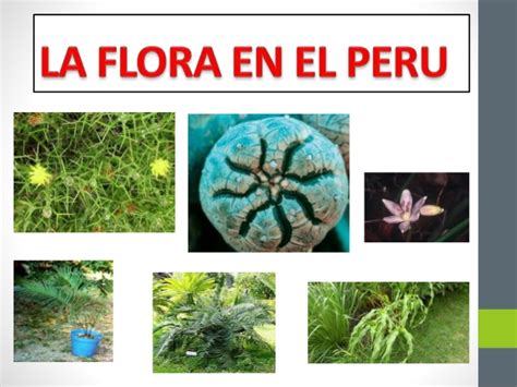 Riquezas De La Sierra Peruana Flora Y Fauna De Nuestra Sierra Peruana