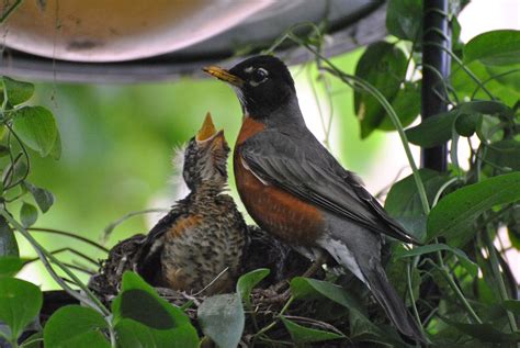 Baby Robin ! | Focusing on Wildlife