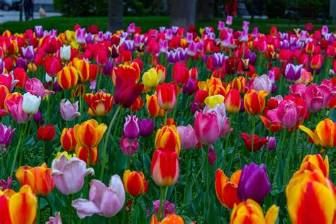 Download Colorful Colors Flower Nature Tulip 4k Ultra Hd Wallpaper