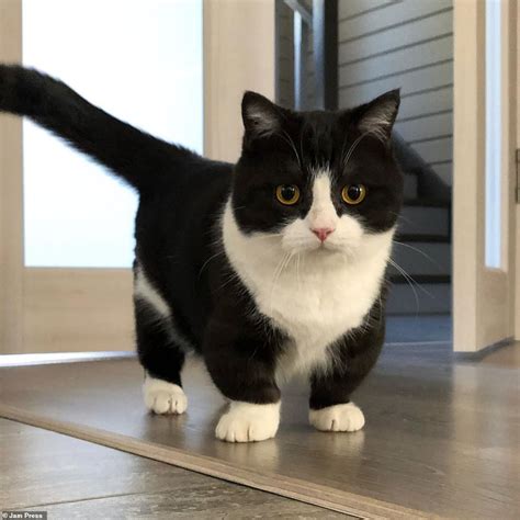 Adorable Stumpy Cat With 4 Inch Legs Becomes Instagram Star Daily