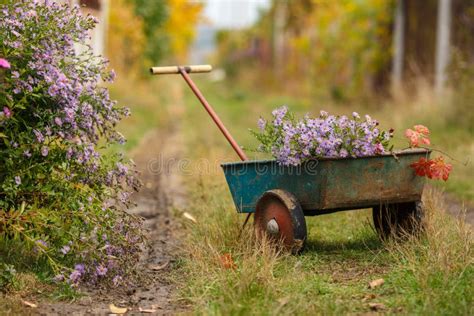 Wheelbarrow With Flowers In The Garden At The Village Autumn Rural