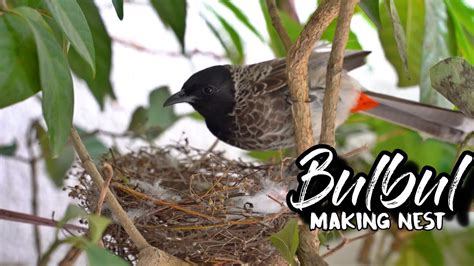 Bulbul Making Nest Nest Of Bulbul Bird Home Garden Sony A7m3