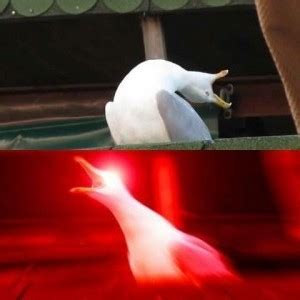 Create Meme Screaming Seagull Meme Original Meme Goose Deep Breath Meme Seagull Deep Breath