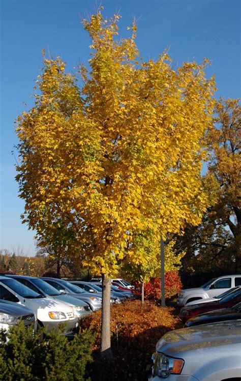 Life is better with street trees. Maple, State Street™ Miyabei - TheTreeFarm.com