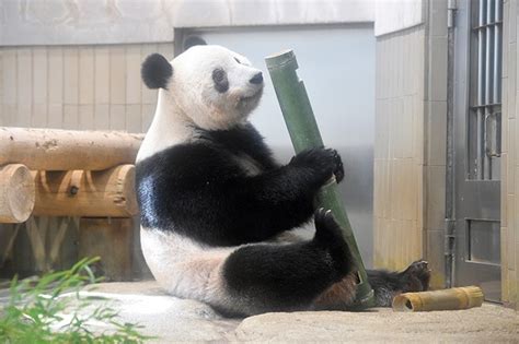 Beloved Giant Panda Xiang Xiang To Return To China Feb 21 The Asahi