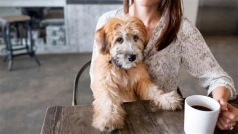 Cafetería Regia Te Permitirá Entrar Con Tu Perrito Abc Noticias