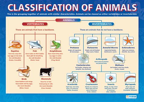 This is Nadin's page : Classification of animals