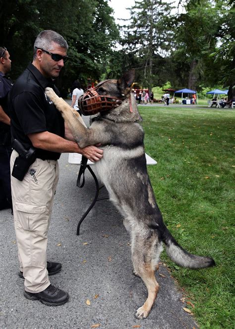 Are K9 Police Dogs Trained In German