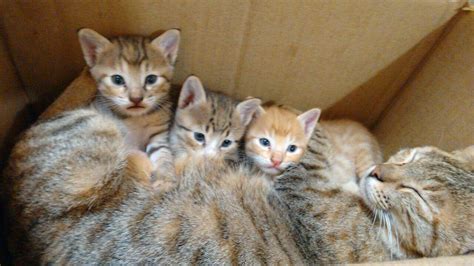 My Cat Gave Birth To 3 Kittens Raww