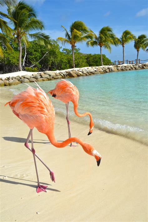 Flamingo Beach Aruba Photo Of The Day Round The World In 30 Days
