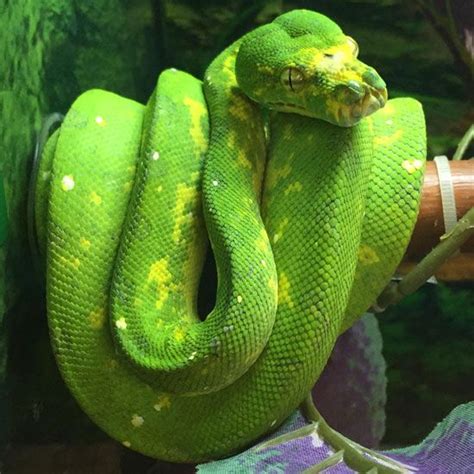 Pin On Favsbiak Green Tree Python