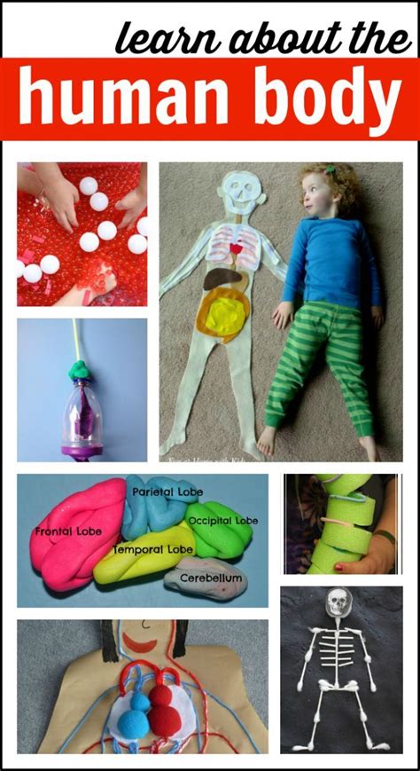 Learn About The Human Body With These Amazing Hands On Activities