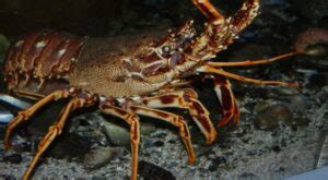 Klasifikasi Crustacea Dan Ciri Cirinya Definisi Dan Penjelasan My XXX