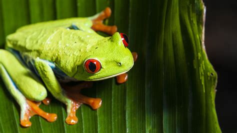 Animal Red Eyed Tree Frog 4k Ultra Hd Wallpaper