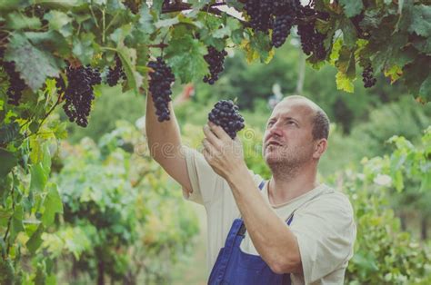 Farmer Harveting Clusters Of Grapes Outdoors In Vineyard Stock Photo