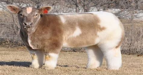A Washed And Blow Dried Cow Oddlysatisfying