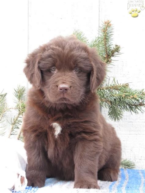 Maybe you would like to learn more about one of these? Jessica - Newfoundland Puppy for Sale in Herndon, PA | Newfoundland puppies, Puppies for sale ...