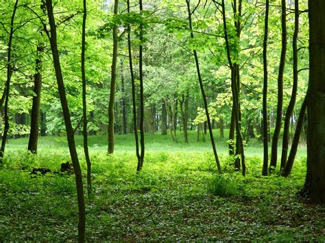 Free Photo Forest View Green Nature Poland Free Image On Pixabay