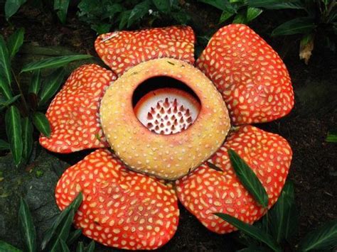 In the foreground is the tetrasigma vine that is exclusively parasitized. Largest Flower In The World, The Rafflesia Flower | Photo