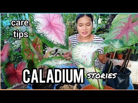 As a solitary specimen it is breathtaking, its fall foliage remaining for weeks, then falling into a brilliant pool of crimson, orange, or gold on the garden floor. CALADIUM CARE TIPS: STORIES, MISTAKES & MISCOPCEPTIONS ...