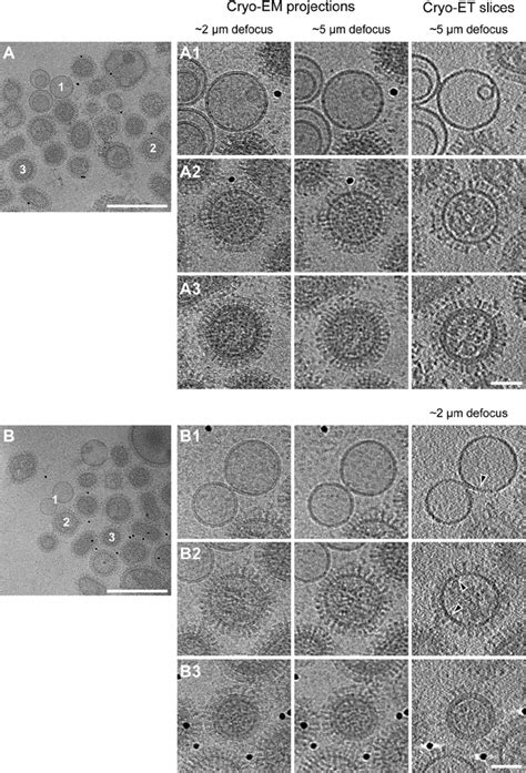 Cryo Em And Cryo Et Of Influenza Virions Mixed With Liposomes At