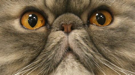 While this medical condition can occur in any breed, it is more common in burmese or persian cats. Iran may put persian cat in space