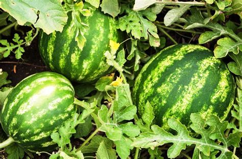 Does water have a scientific name? Watermelon Pack Of 30 Seeds - GreenMyLife