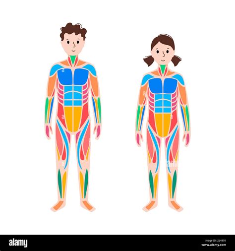 Childrens Muscular System Illustration Stock Photo Alamy