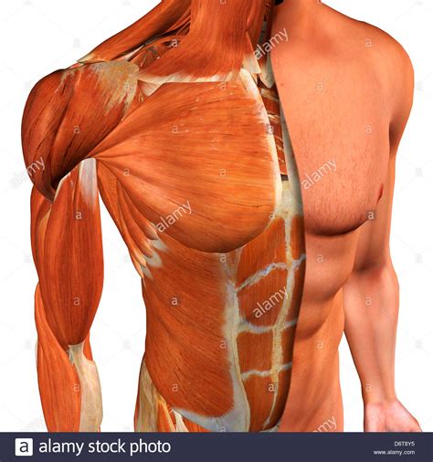 Human Chest Muscle Anatomy
