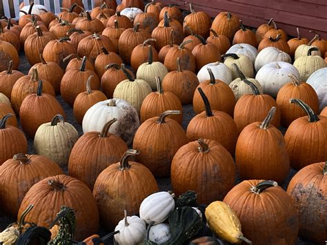 Pumpkin Patches And Halloween Delights Great Western Catskills Great