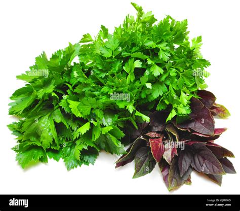 Basil Parsley Celery Stock Photo Alamy