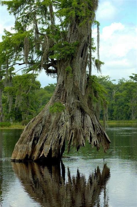 Taxidium Distichum Bald Cypress On Lake Drummond Great Dismal Swamp