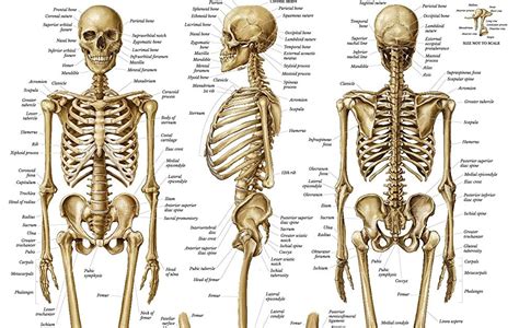 Blank Skeleton Diagram Front And Back Diagram Media