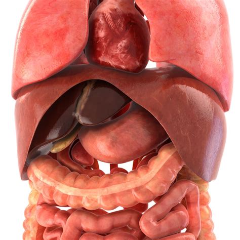 Human Anatomy Liver And Kidneys
