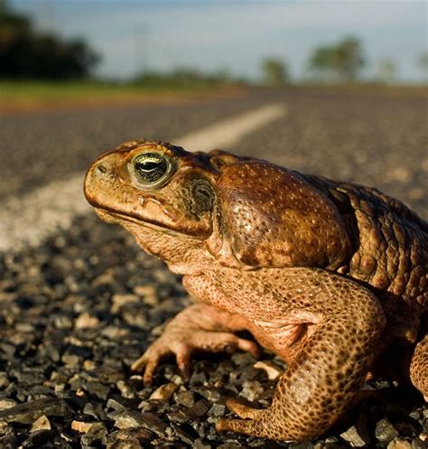 The australian government has stated that 'there is unlikely to ever be a broadscale method available to control cane toads across australia'.1. Residents declare war on cane toads - ABC North Qld ...