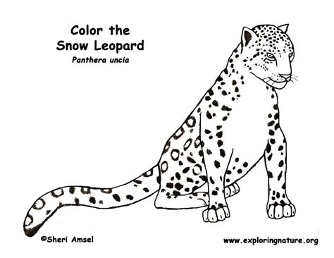 Leopard Snow Coloring Nature